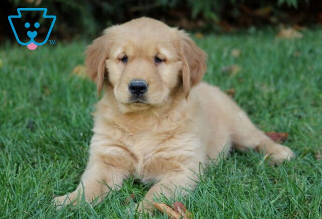 Muffin Golden image