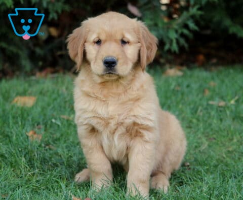 Muffin Golden2