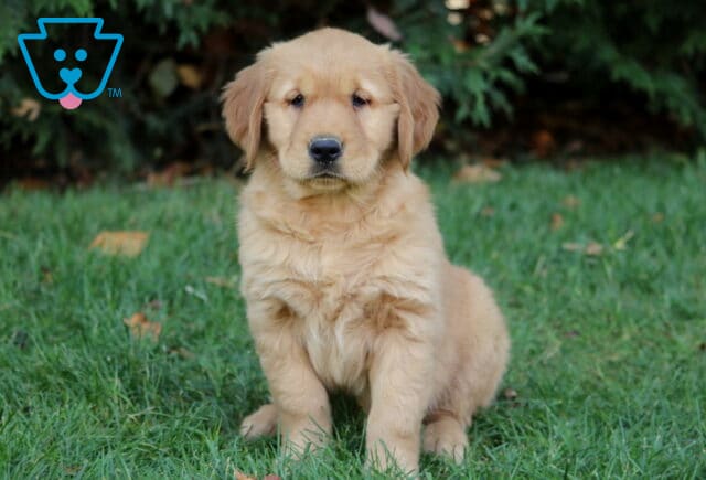 Muffin Golden2 image