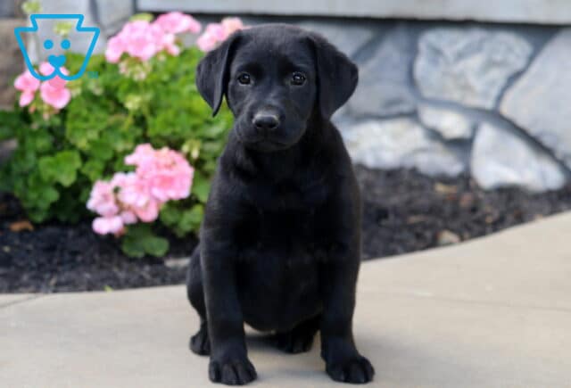 Black Labrador Retriever puppy sitting with front paws neatly planted on a concrete walkway, showing off its sleek black coat against pink garden blooms. image