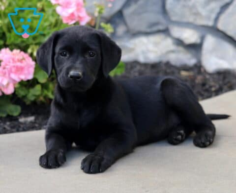 Black Labrador Retriever puppy relaxing on a smooth patio with its hind legs tucked to one side, surrounded by pink blossoms and a natural stone wall.