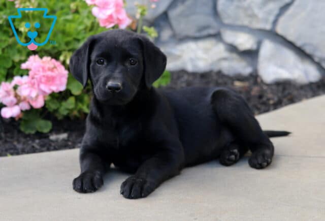 Black Labrador Retriever puppy relaxing on a smooth patio with its hind legs tucked to one side, surrounded by pink blossoms and a natural stone wall. image
