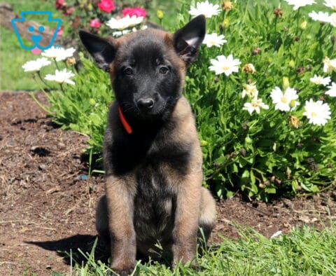 Mya Belgian