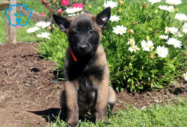 Mya Belgian image
