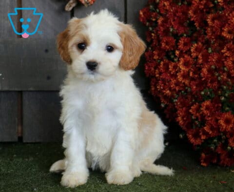 White Cavapoo puppy with apricot ears and a fluffy coat sitting neatly on green turf beside a dense display of rust-red autumn flowers.