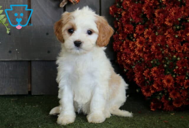 White Cavapoo puppy with apricot ears and a fluffy coat sitting neatly on green turf beside a dense display of rust-red autumn flowers. image