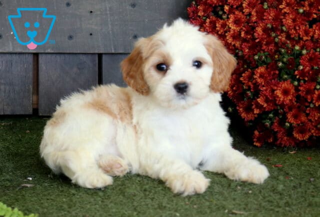 White and apricot Cavapoo puppy with a fluffy coat resting on green turf beside a rich cluster of rust-colored fall flowers. image