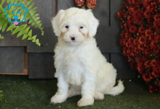 White Cavapoo puppy with a soft fluffy coat sitting on green turf beside leafy ferns and deep red autumn flowers. image