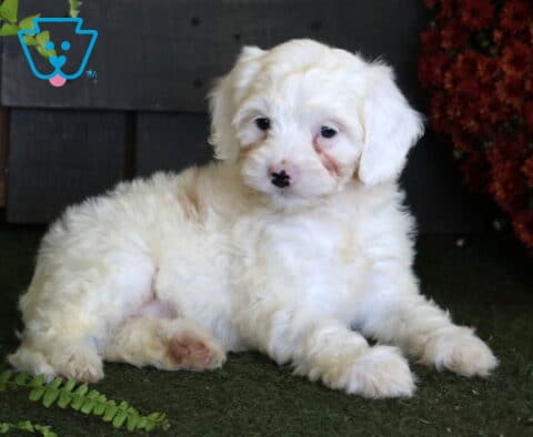 White Cavapoo puppy with a fluffy coat relaxing on green turf beside fern leaves and rich rust-colored autumn flowers.