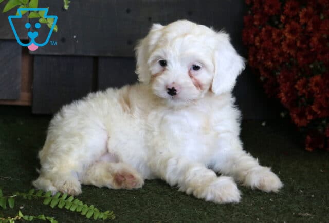 White Cavapoo puppy with a fluffy coat relaxing on green turf beside fern leaves and rich rust-colored autumn flowers. image