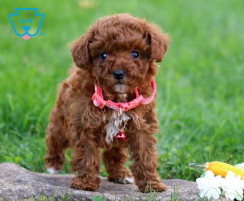 Mystery Toy Poodle