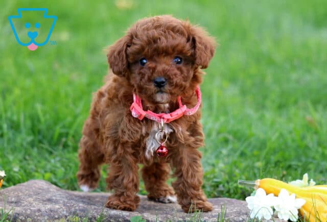 Mystery Toy Poodle image