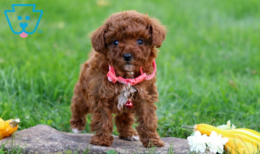 Mystery (Toy Poodle, Female) in Honey Brook, PA
