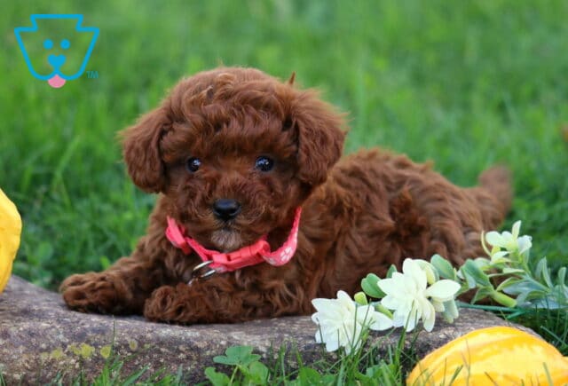 Mystery Toy Poodle2 image