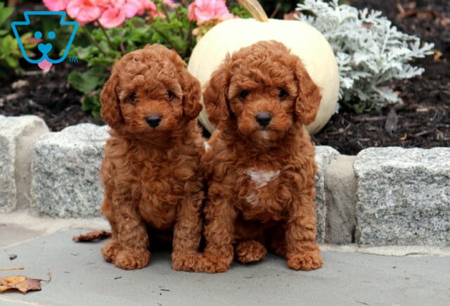 N Litter Cavapoos image