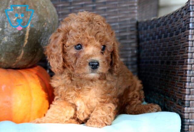Nala Cavapoo image