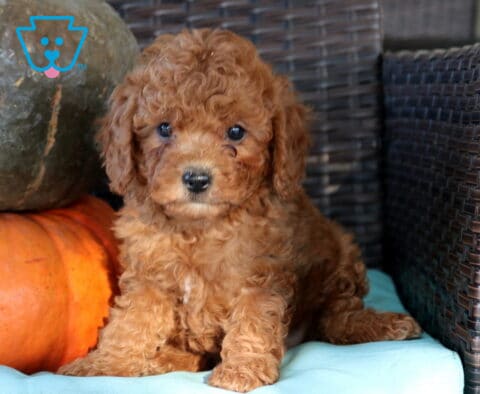 Nala Cavapoo2