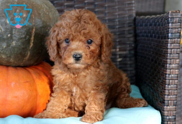 Nala Cavapoo2 image