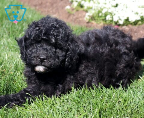 Black Mini Poodle puppy with a curly coat and small white chin marking lying on lush green grass in a sunny garden setting.