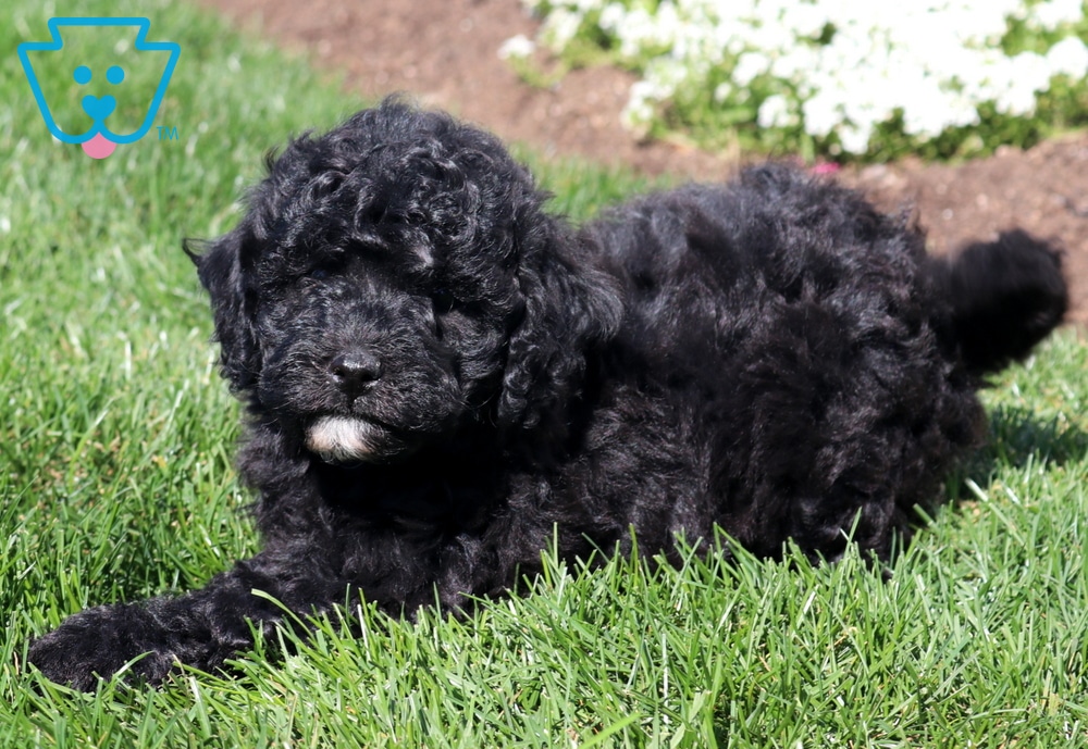 Nala (Mini Poodles, Female) in Ronks, PA