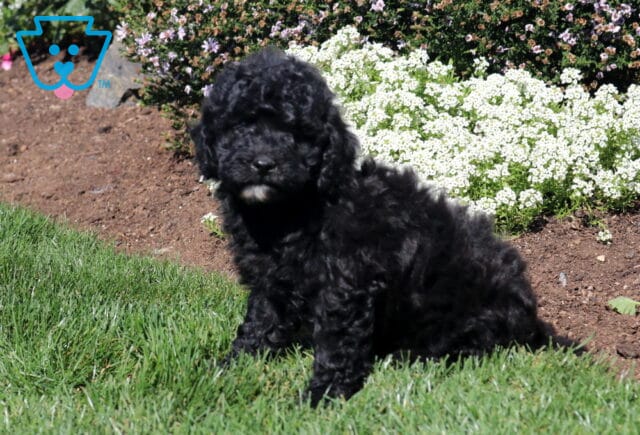 Black Mini Poodle puppy with a curly coat and small white chin marking sitting on green grass in front of blooming white garden flowers. image