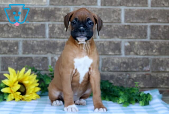 Nancy Boxer image