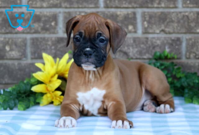 Nancy Boxer2 image