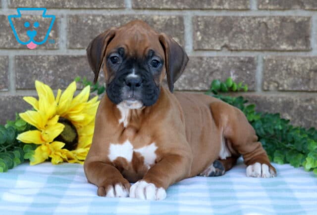 Naomi Boxer image