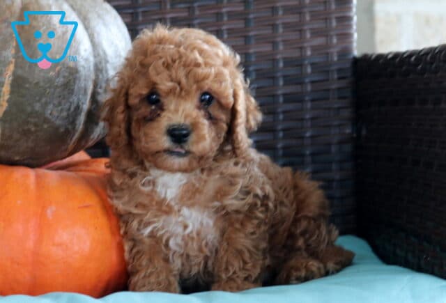 Nashville Cavapoo image