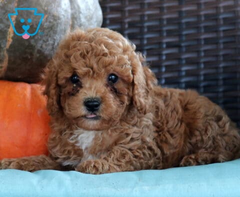 Nashville Cavapoo2