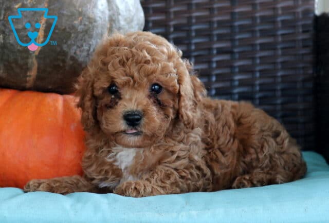 Nashville Cavapoo2 image