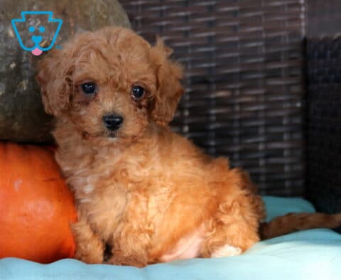 Nate Cavapoo