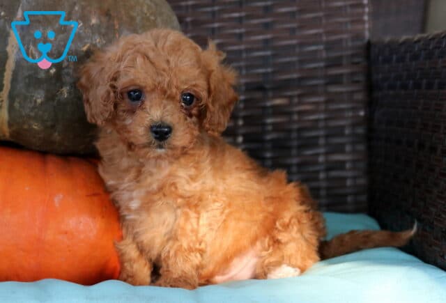 Nate Cavapoo image