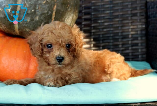Nate Cavapoo2 image