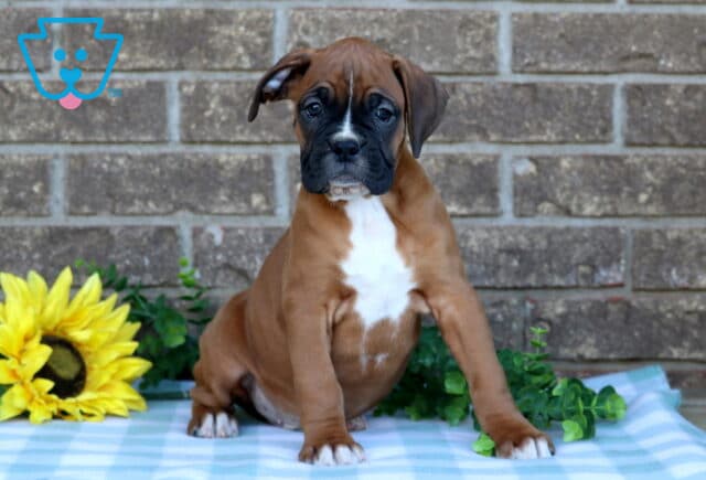 Nathan Boxer image