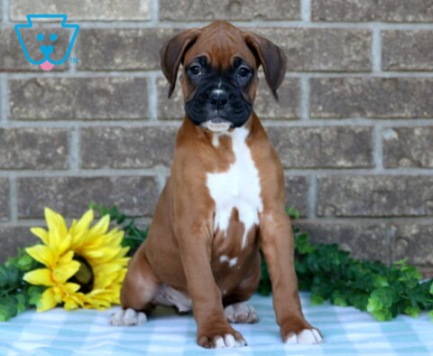 Nelly Boxer
