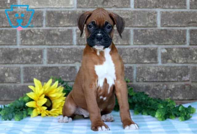 Nelly Boxer image