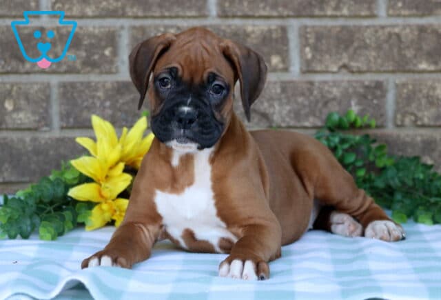 Nelly Boxer2 image