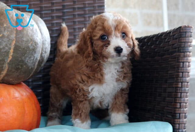 Nelly Cavapoo image
