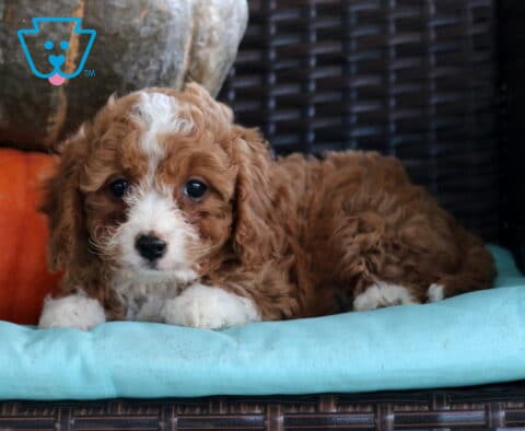 Nelly Cavapoo2