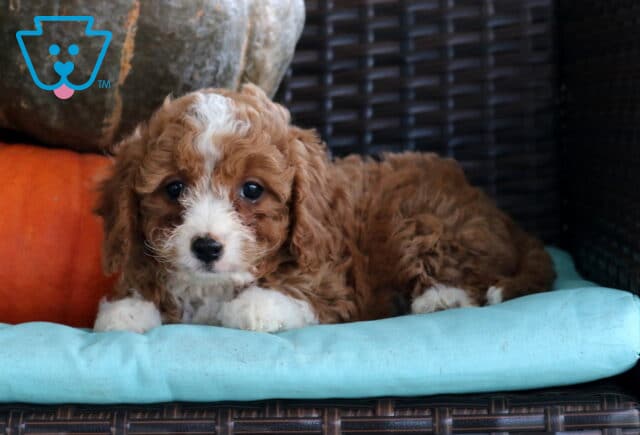 Nelly Cavapoo2 image