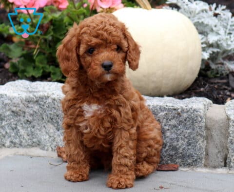 Nick Cavapoo