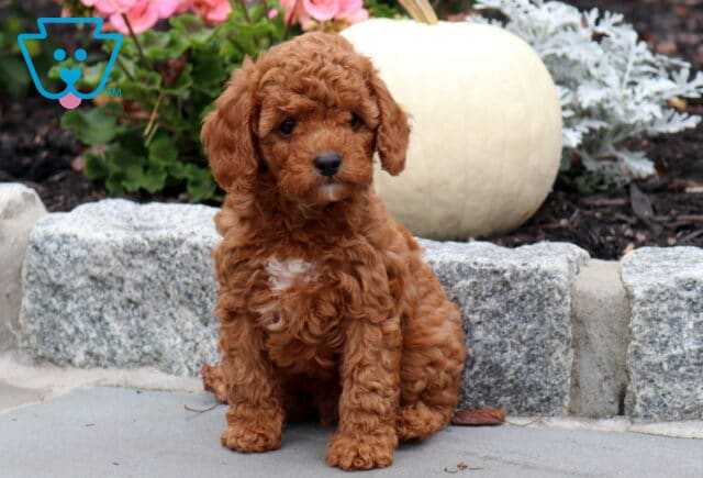 Nick Cavapoo image