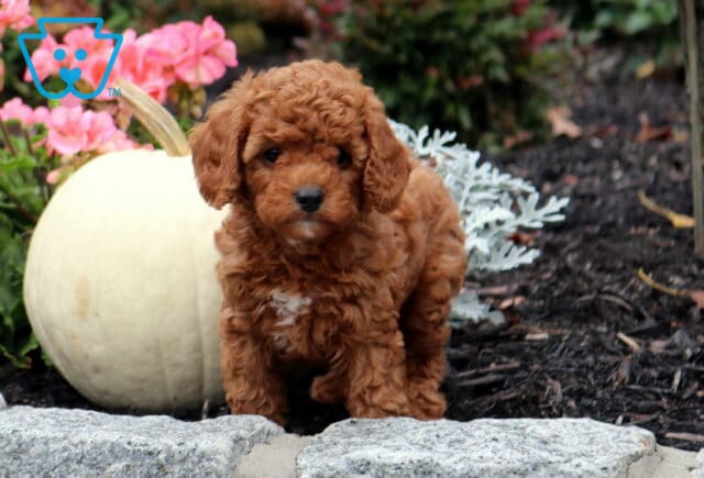 Nick Cavapoo2 image