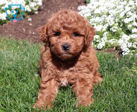 Red Mini Poodle puppy with a tight curly coat standing on green grass with clusters of small white garden flowers in the background.