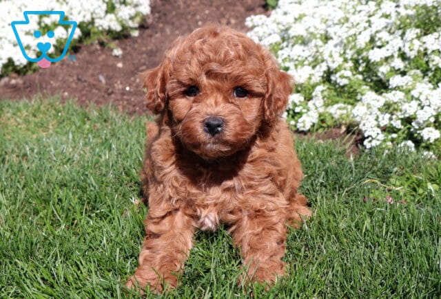 Red Mini Poodle puppy with a tight curly coat standing on green grass with clusters of small white garden flowers in the background. image