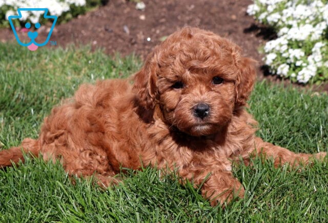 Red Mini Poodle puppy with a thick curly coat lying in green grass with small white garden flowers blooming behind. image