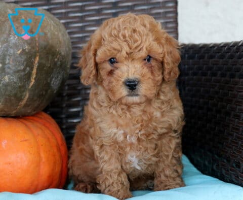 Nina, an adorable apricot Cavapoo puppy from Narvon, PA, sitting on a light blue cushion beside stacked autumn pumpkins, showing off her fluffy, tightly curled coat, floppy ears, and sweet teddy bear face.