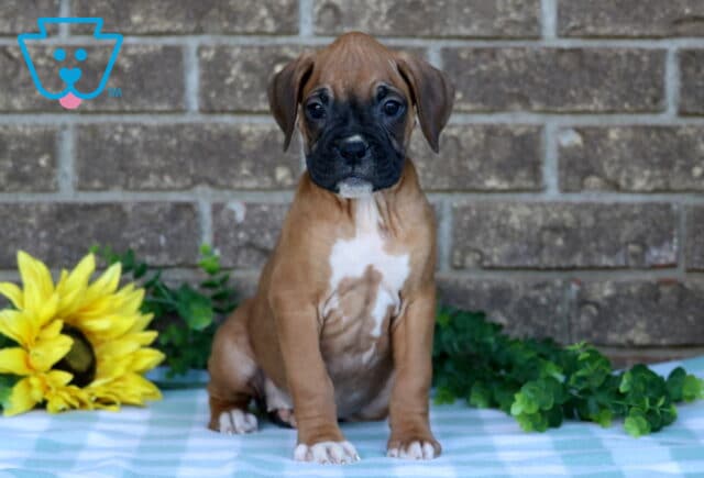 Nora Boxer image