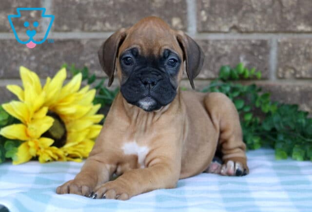 Norene Boxer image